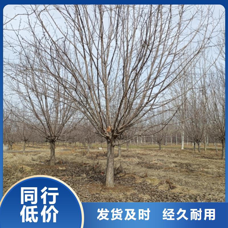 法桐美国红枫今日价格