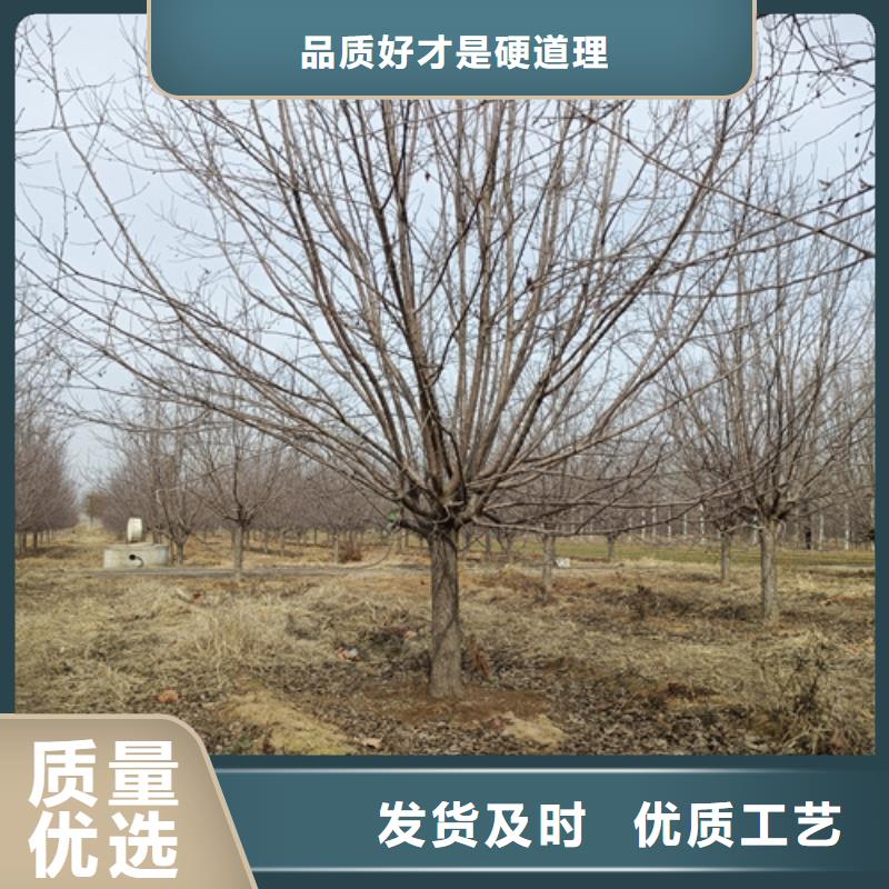 法桐,黄金槐品质保障价格合理