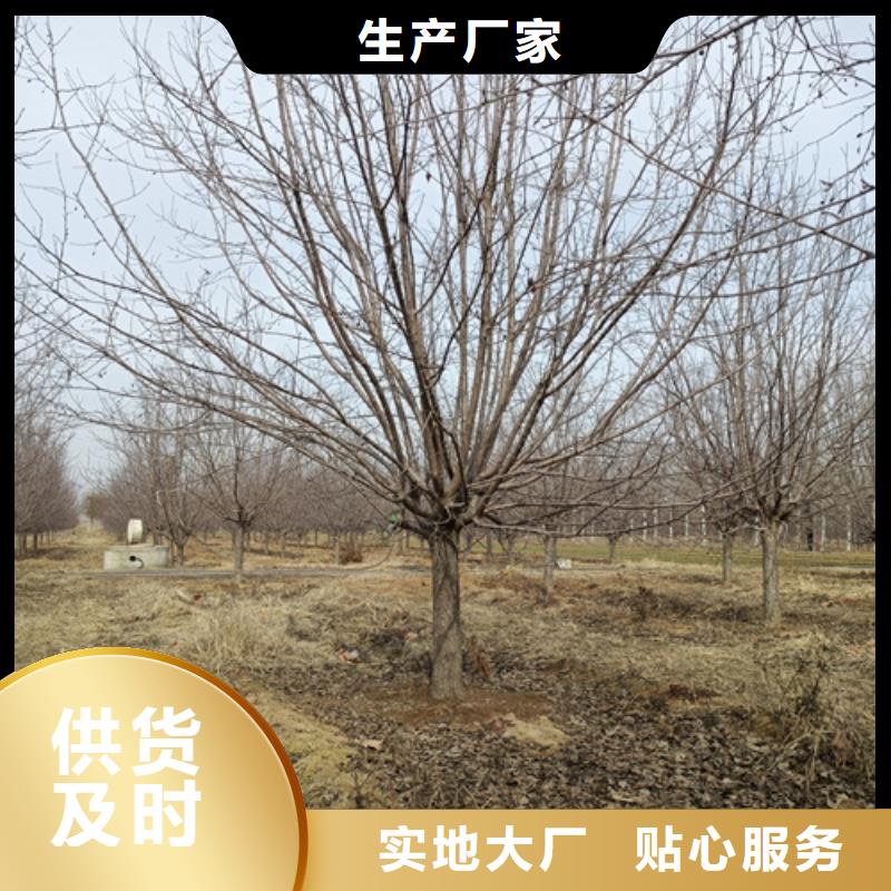 法桐金叶槐现货齐全售后无忧