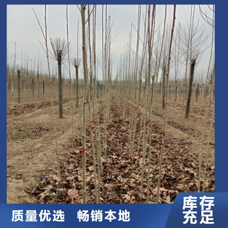 【法桐】美国红枫服务至上