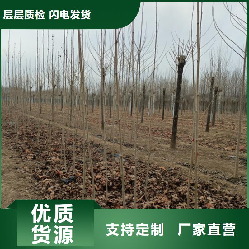 【法桐】白蜡定制零售批发
