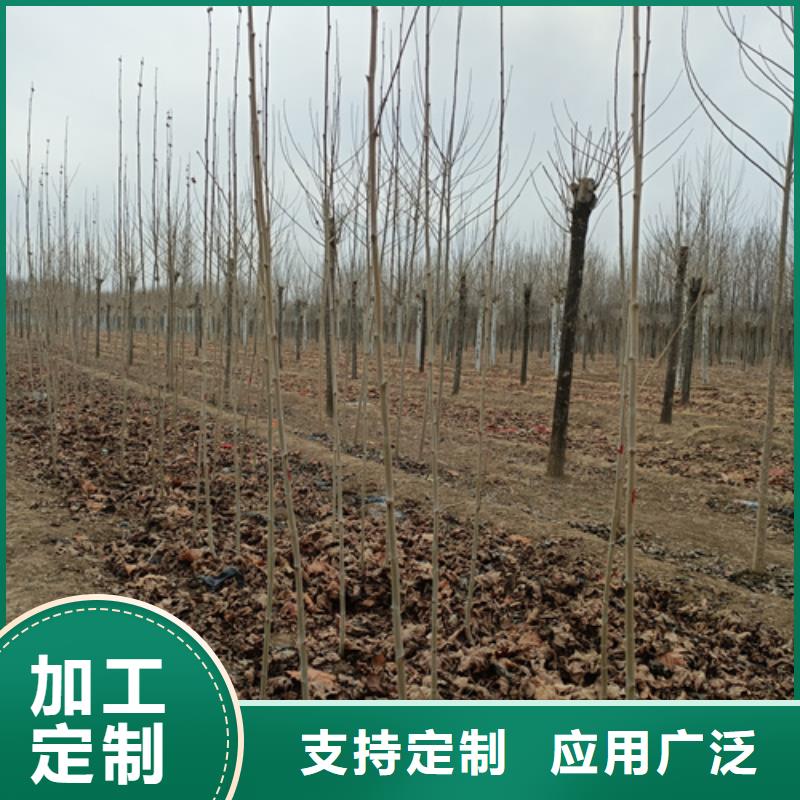 法桐金叶槐海量库存