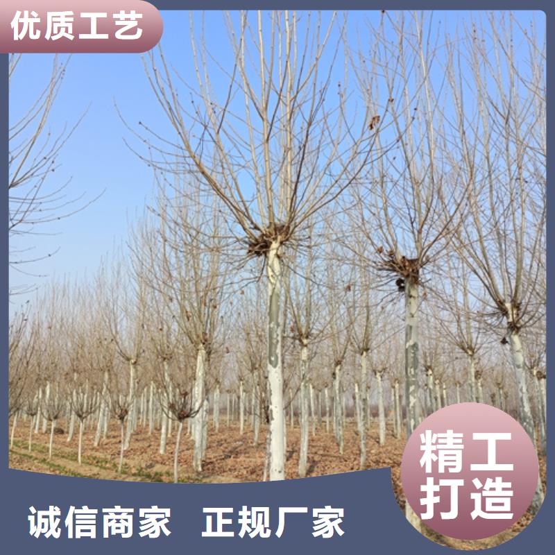法桐-【白蜡】出厂严格质检
