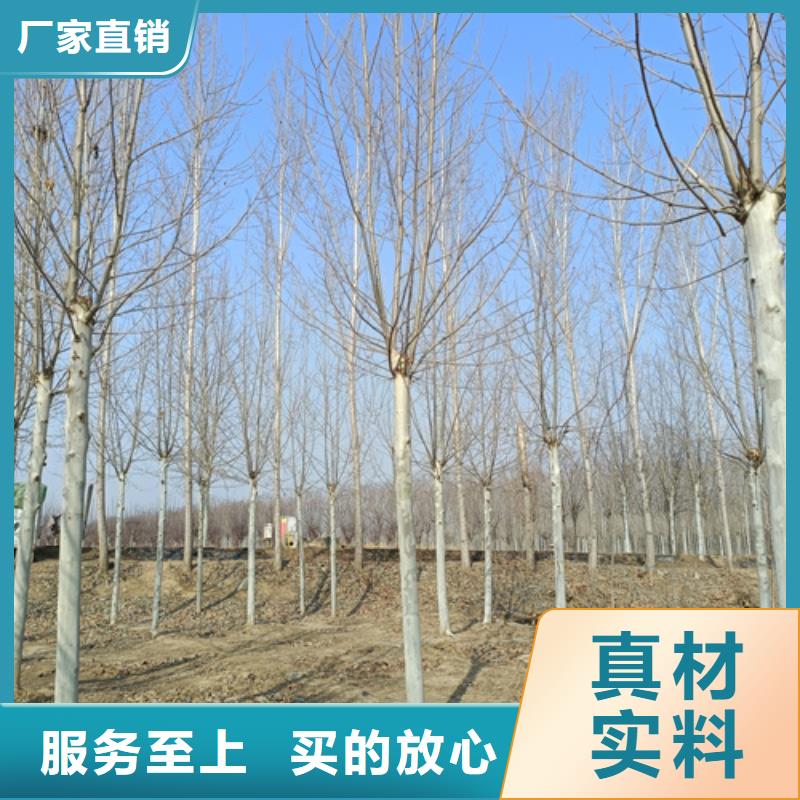 法桐注重细节