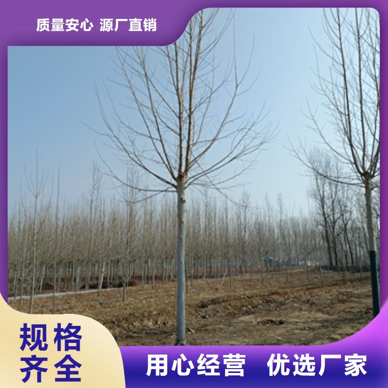 法桐美国红枫一站式服务