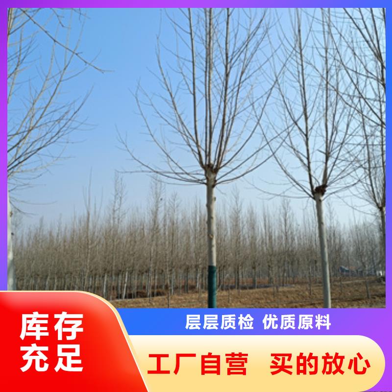 法桐金叶白蜡合作共赢