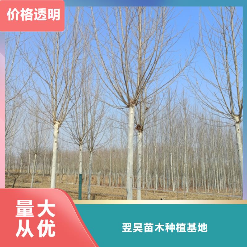  法桐厂家定制