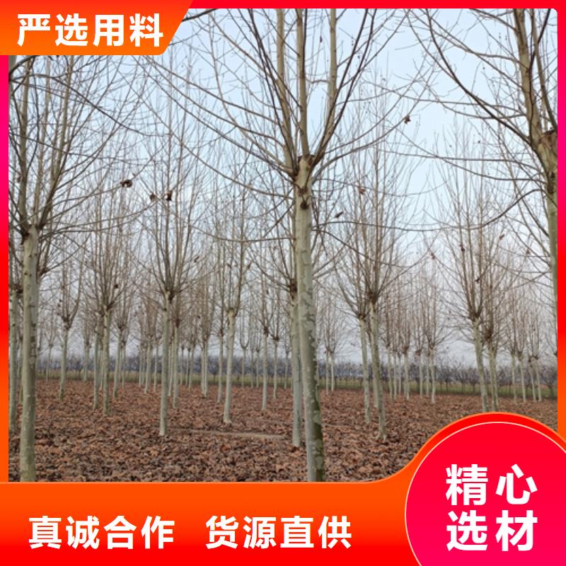 法桐金叶槐源头采购