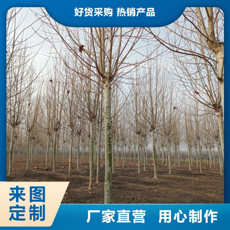 法桐,西府海棠品质保证实力见证