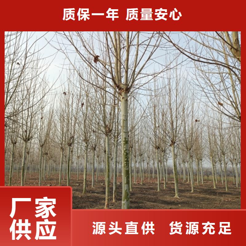 法桐金叶白蜡合作共赢