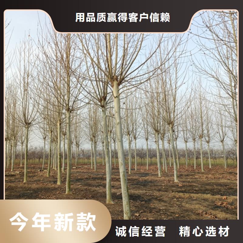 法桐国槐标准工艺