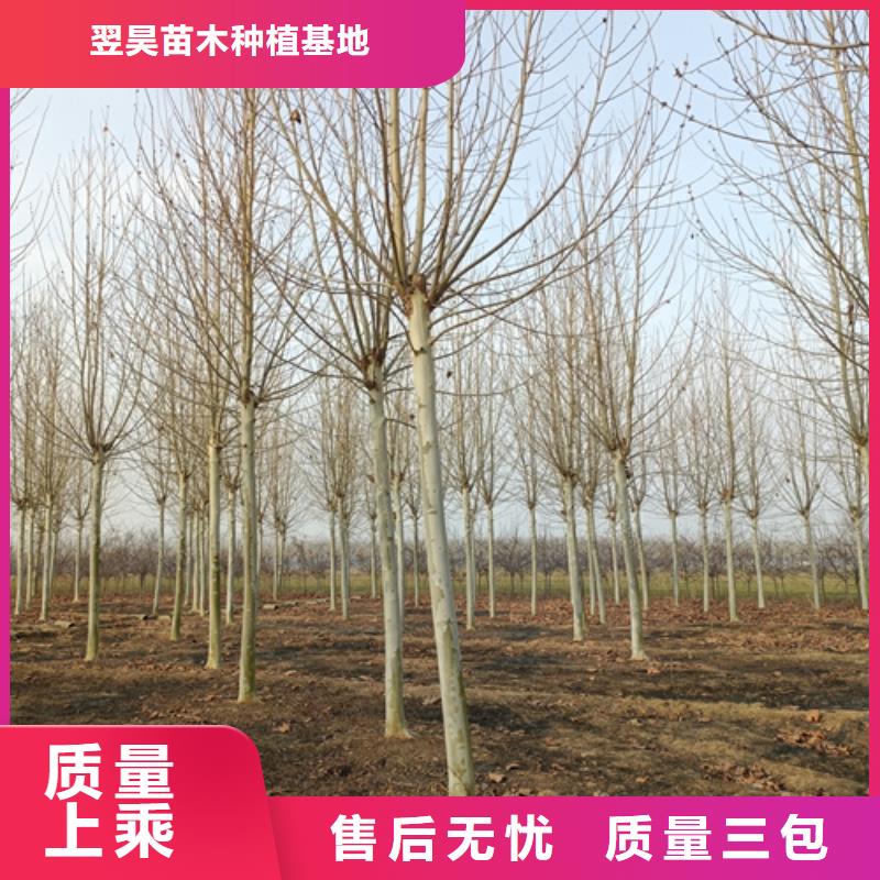 法桐金叶白蜡优选货源