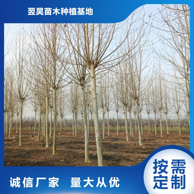 法桐美国红枫放心选购