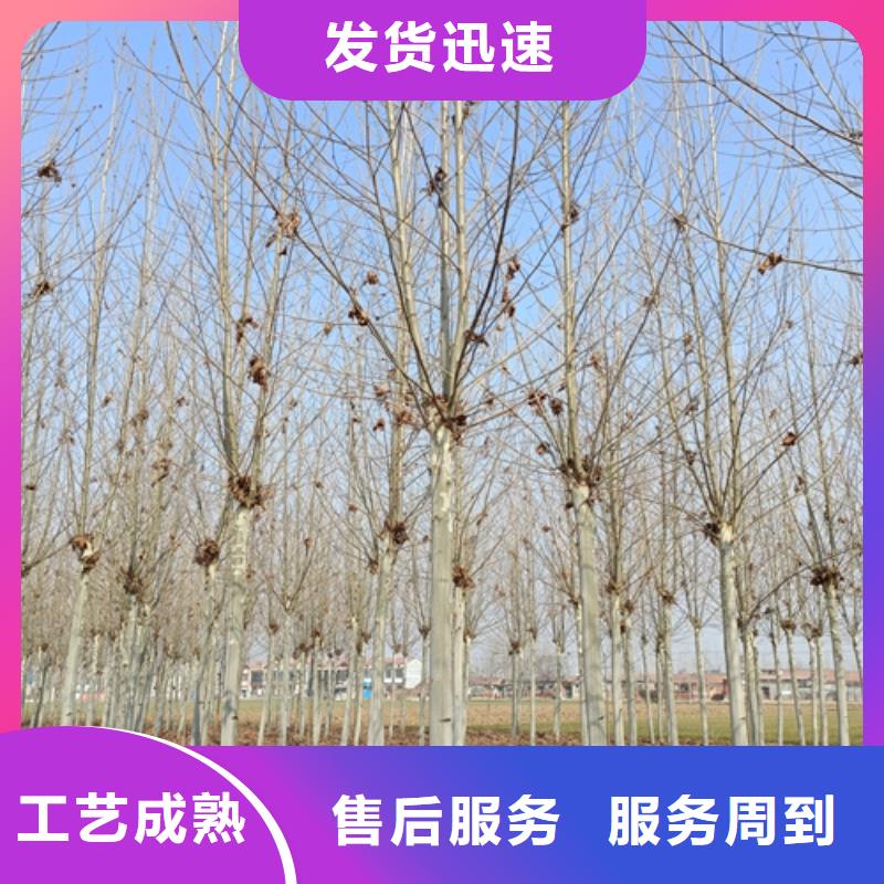【法桐】黄金槐实力商家