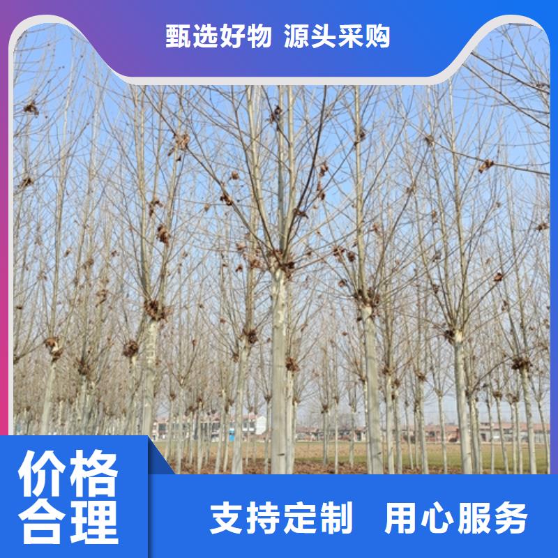 法桐金叶槐厂家批发价