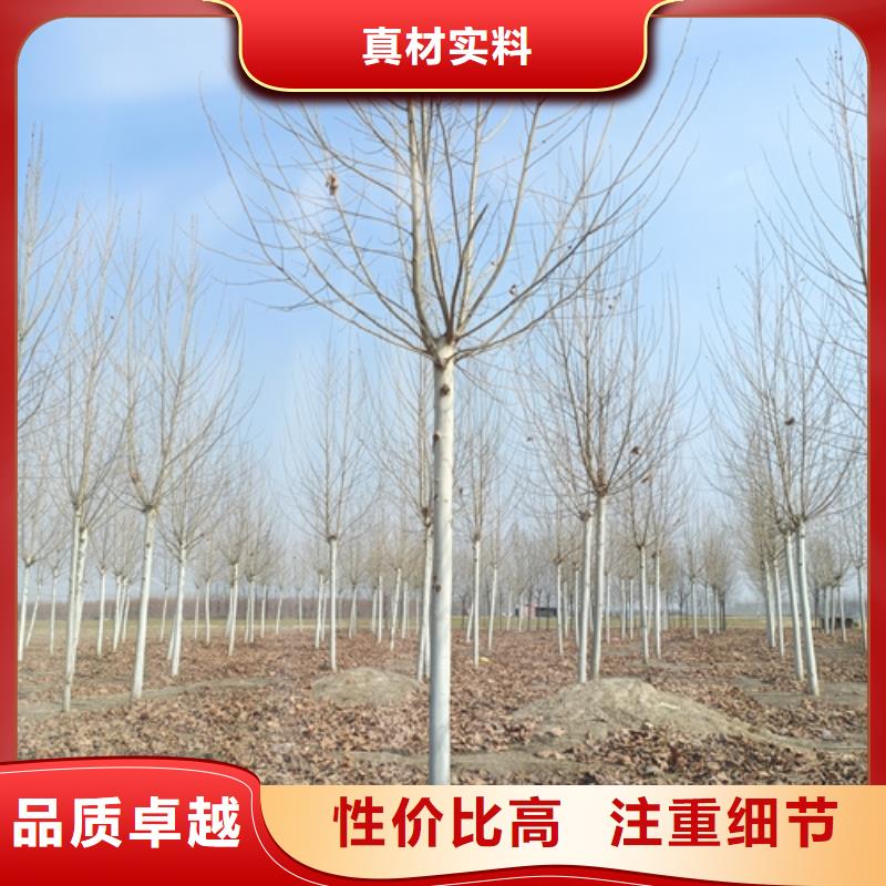 法桐五角枫高性价比
