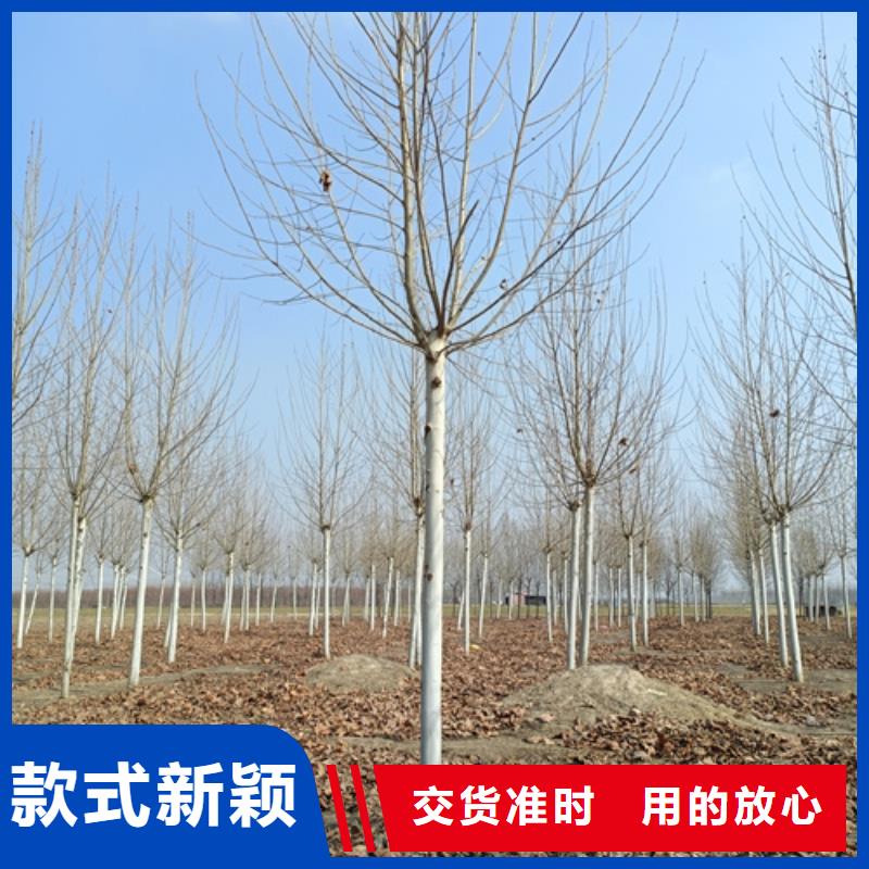 【法桐拥有核心技术优势】