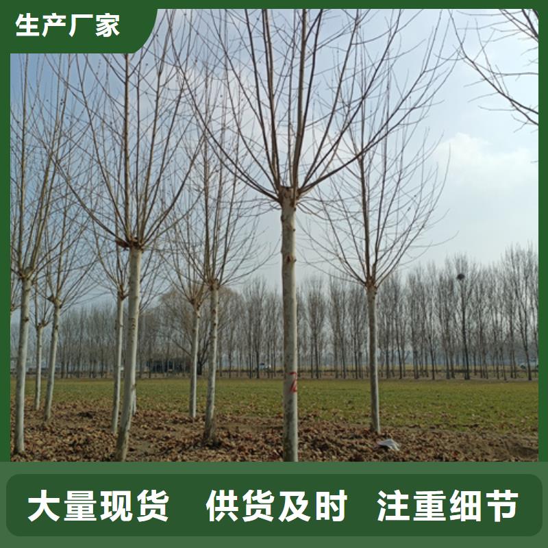 法桐金叶白蜡品质服务