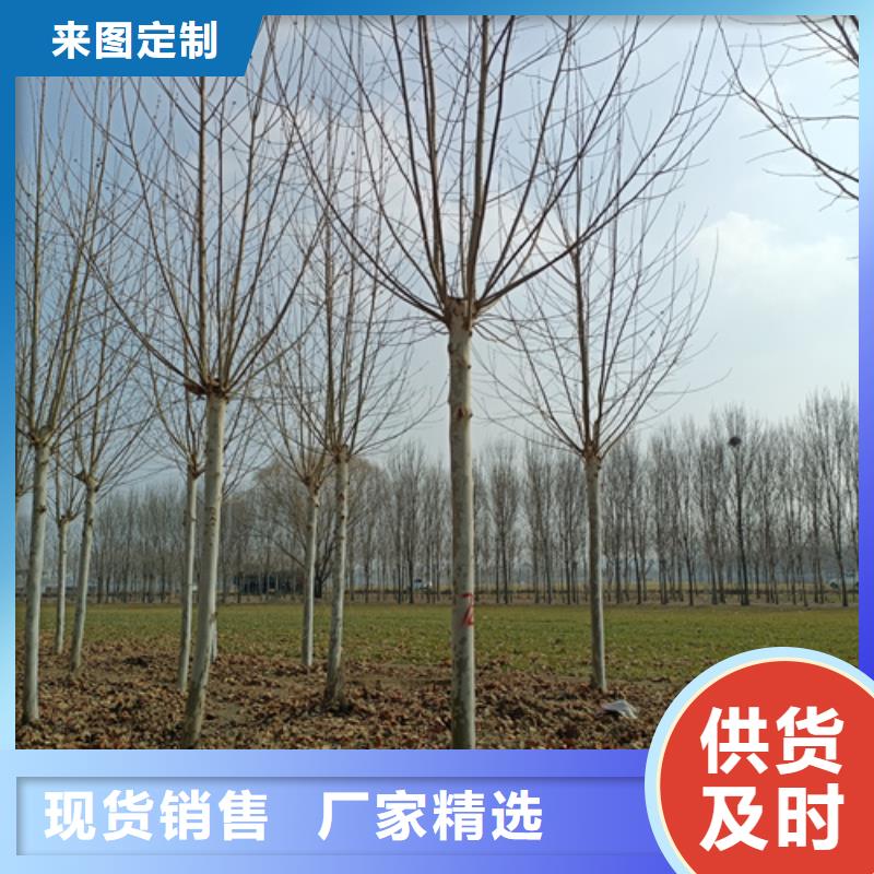 法桐国槐标准工艺