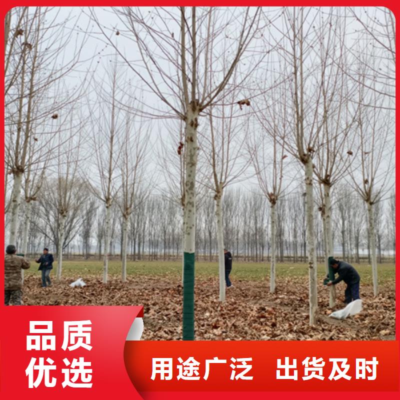 法桐北京栾优良工艺