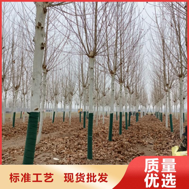 法桐_国槐工厂认证