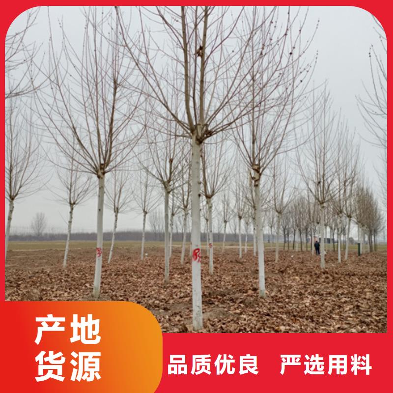 法桐厂家规格全
