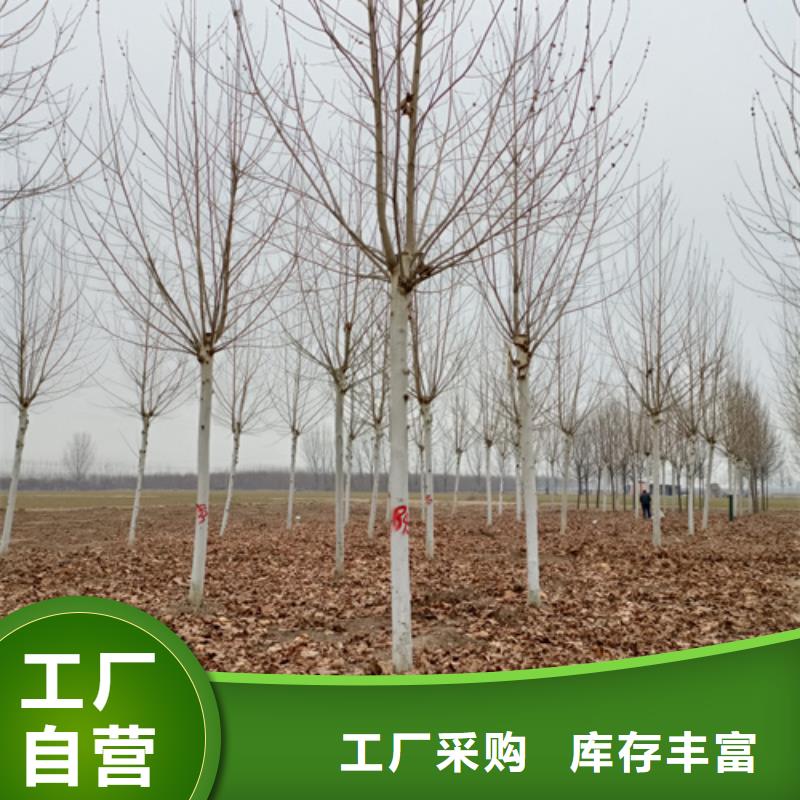 【法桐】白蜡定制零售批发