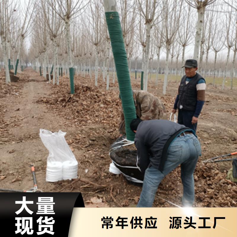 法桐美国红枫多家仓库发货