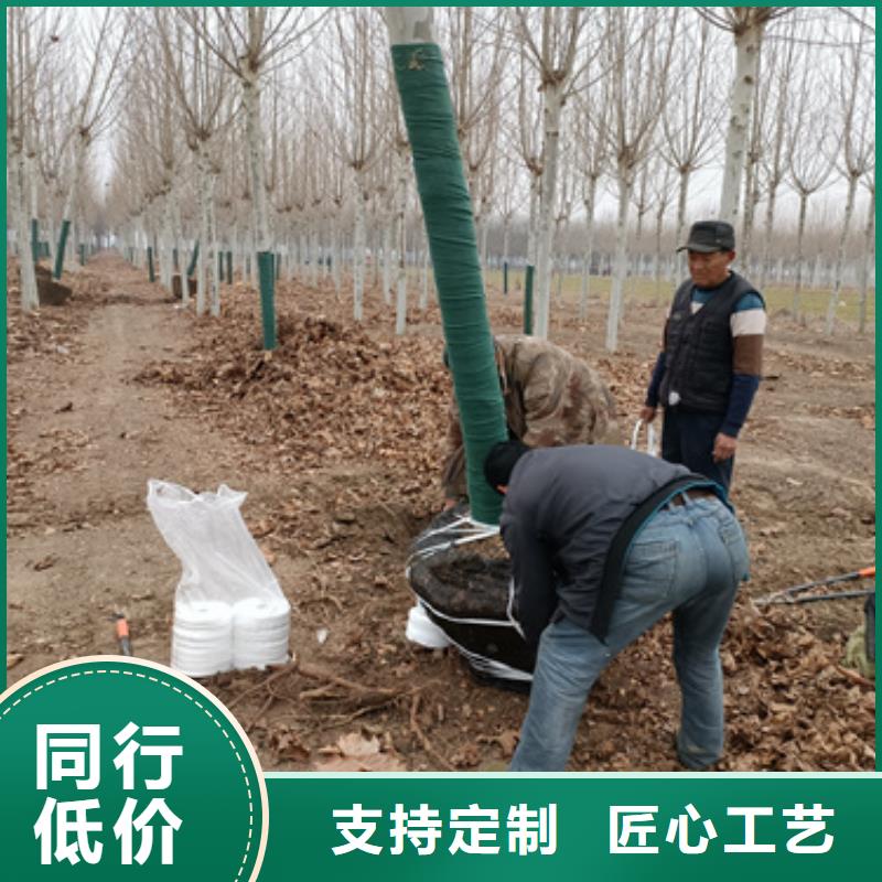 法桐-黄金槐性价比高