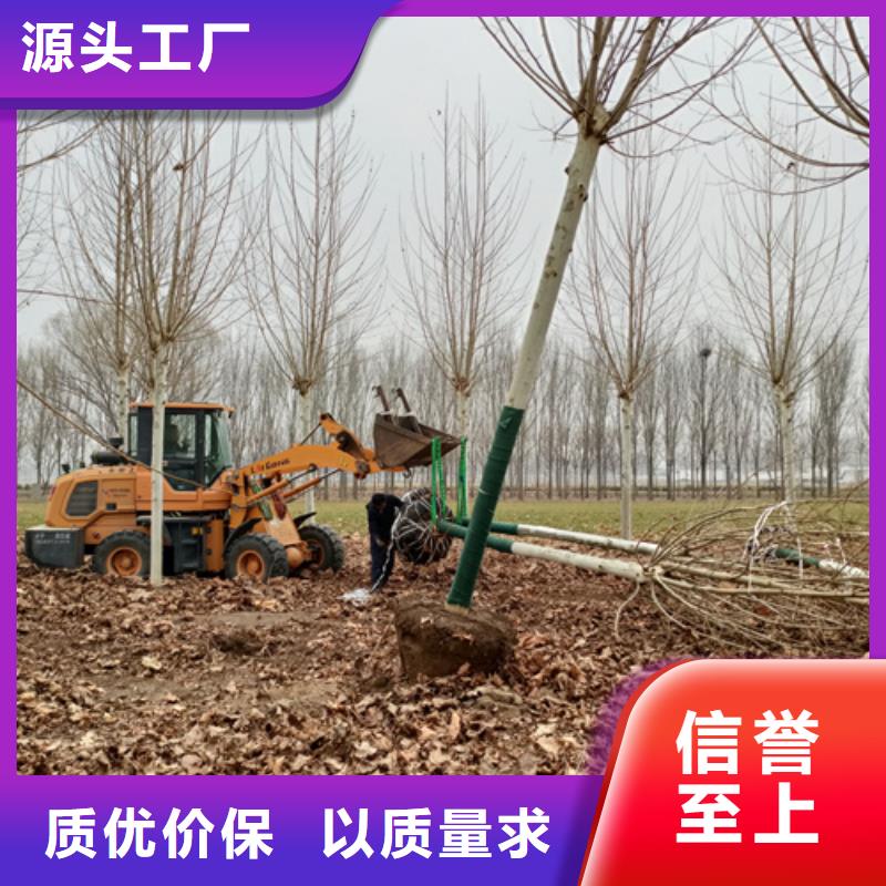法桐五角枫送货上门