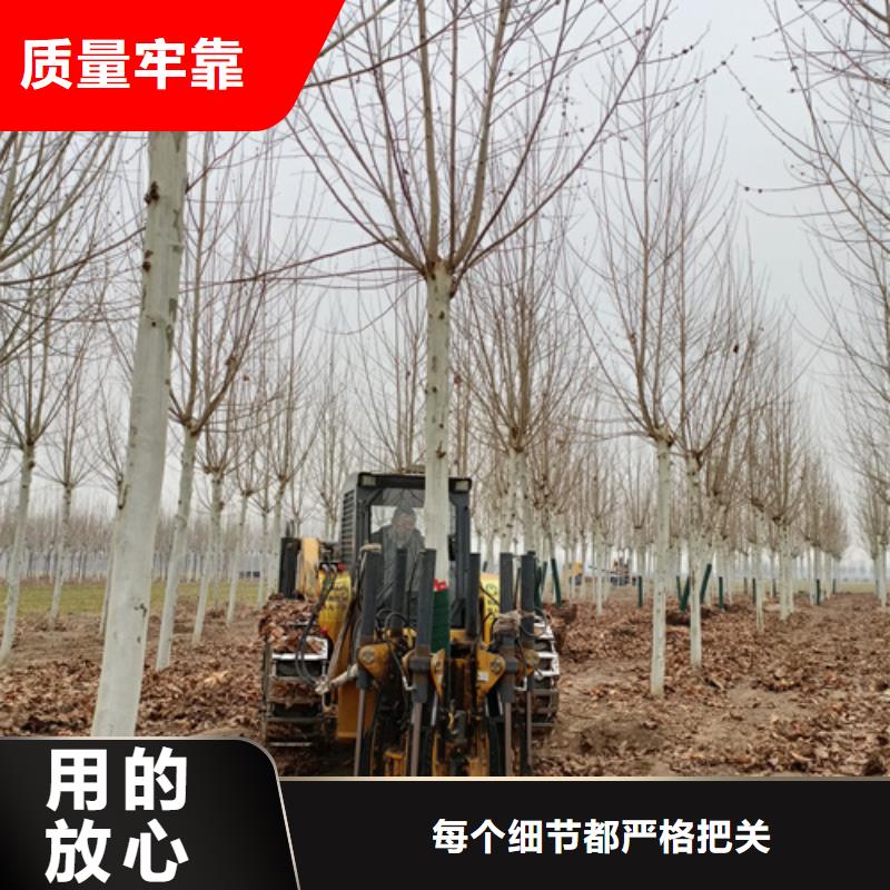 法桐,五角枫满足客户需求