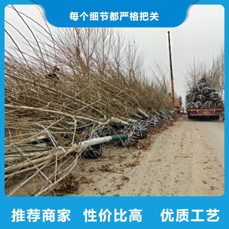 法桐黄金槐一手价格