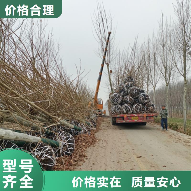 法桐五角枫优势