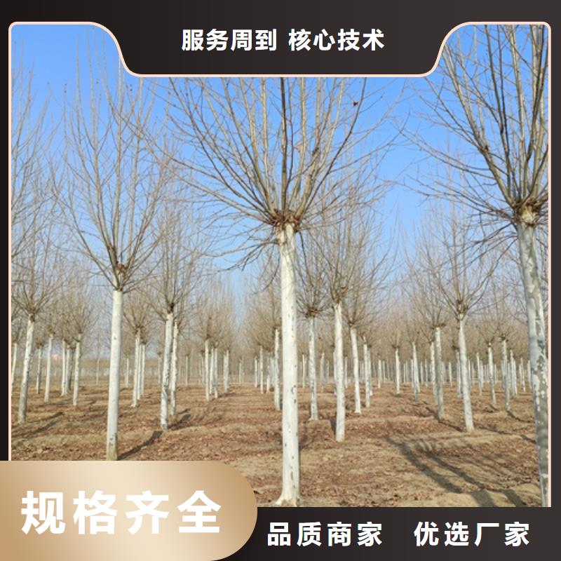 法桐现货充足量大优惠