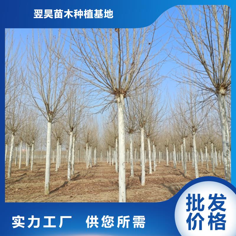 法桐,国槐联系厂家