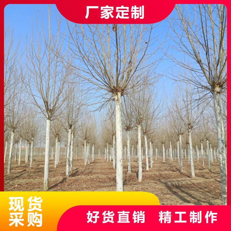 法桐垂丝海棠大品牌值得信赖