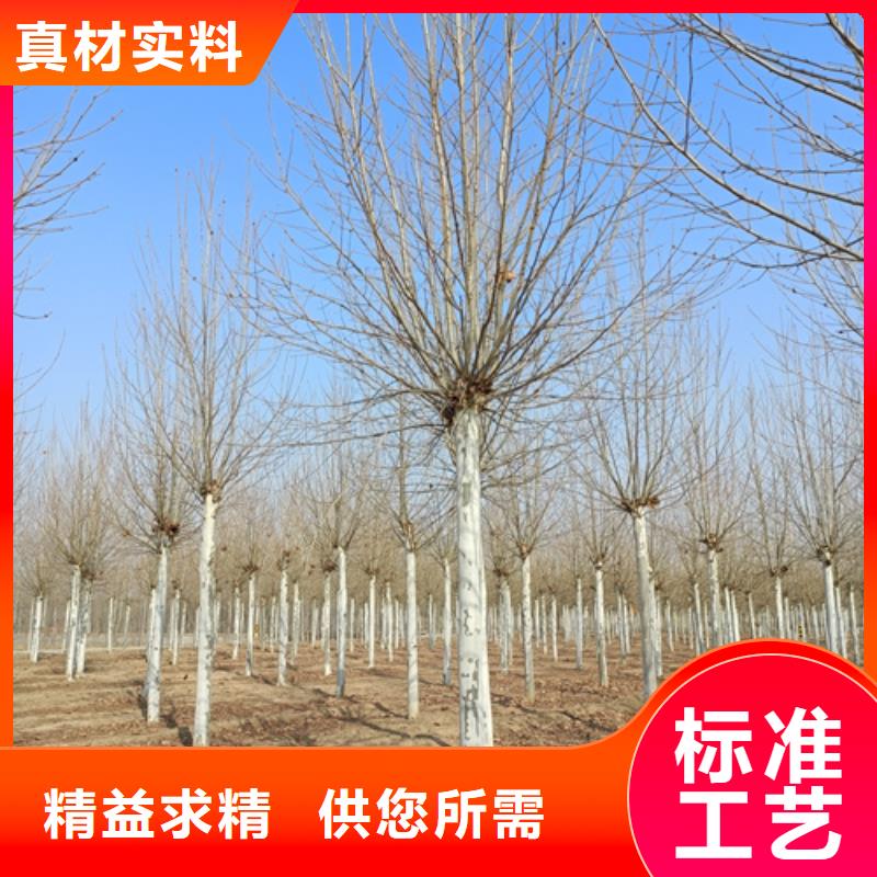 法桐垂丝海棠大品牌值得信赖