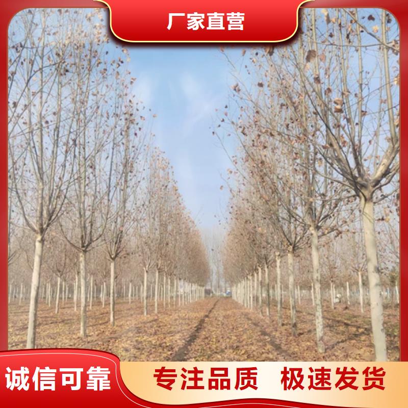 法桐金叶槐源头采购
