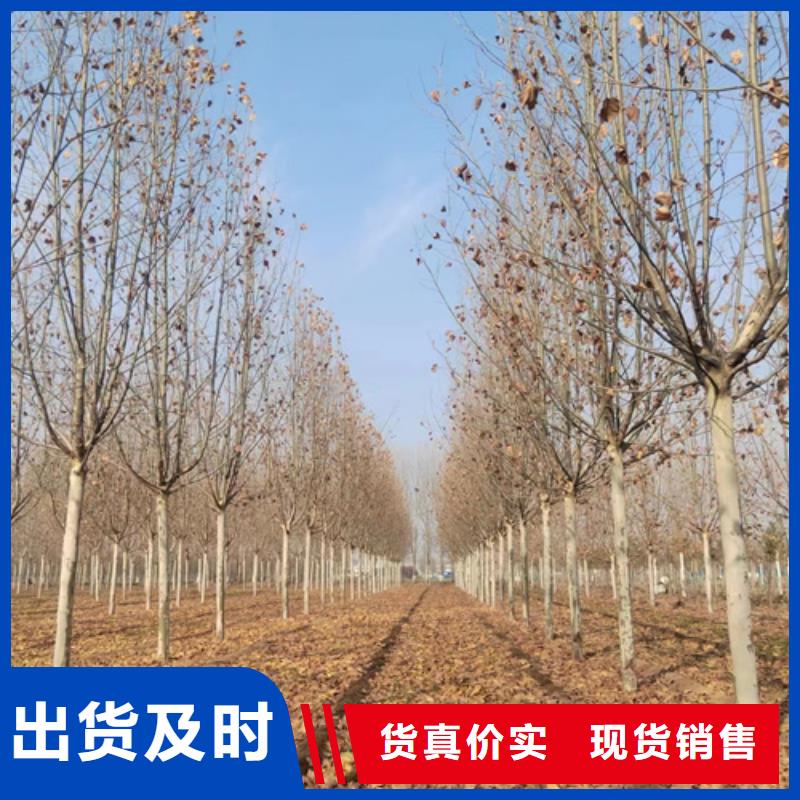 法桐垂丝海棠选择我们选择放心