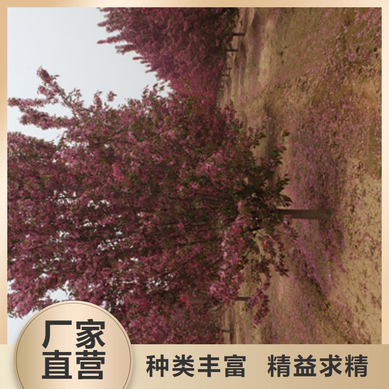 法桐国槐厂家新品