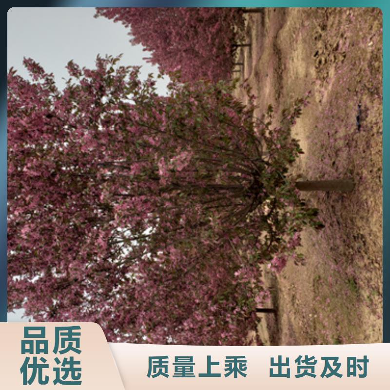 【法桐】西府海棠源厂直接供货