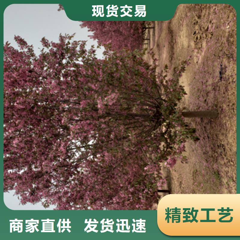 法桐截杆发帽质量上乘