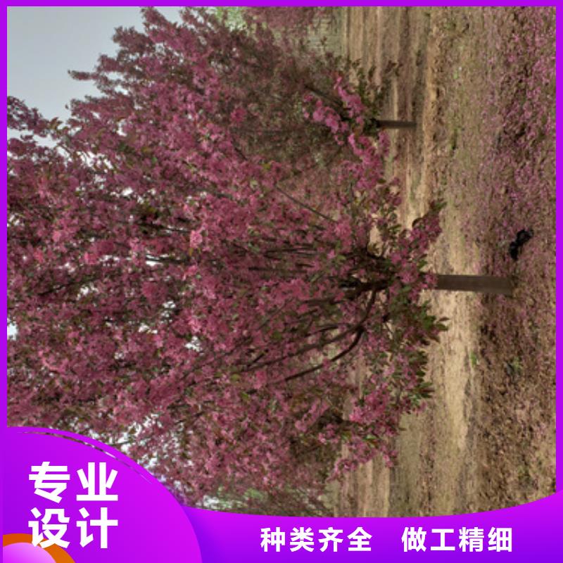 法桐_白蜡欢迎来电咨询