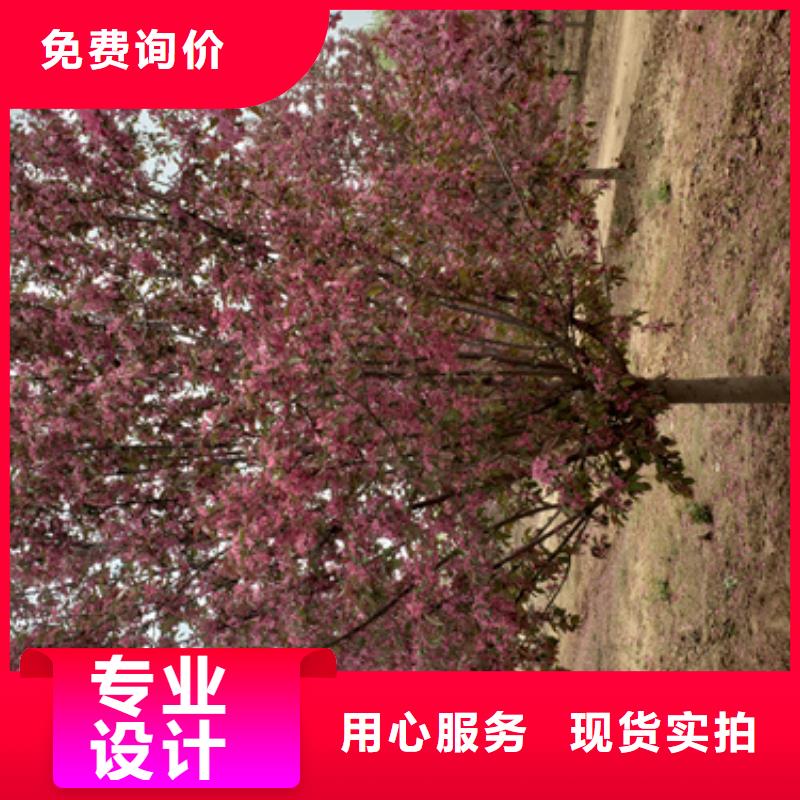 法桐美国红枫多家仓库发货