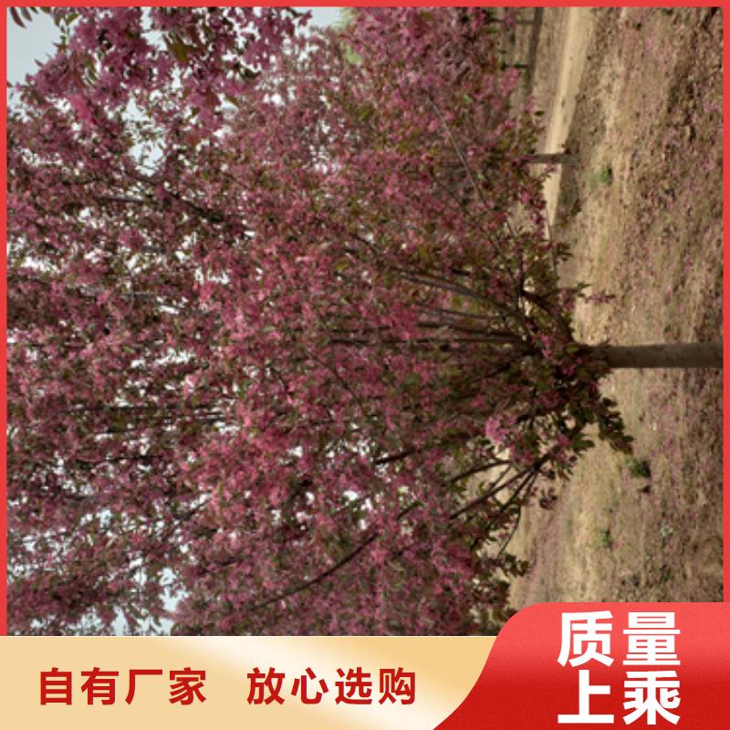 法桐炫丽海棠精心
