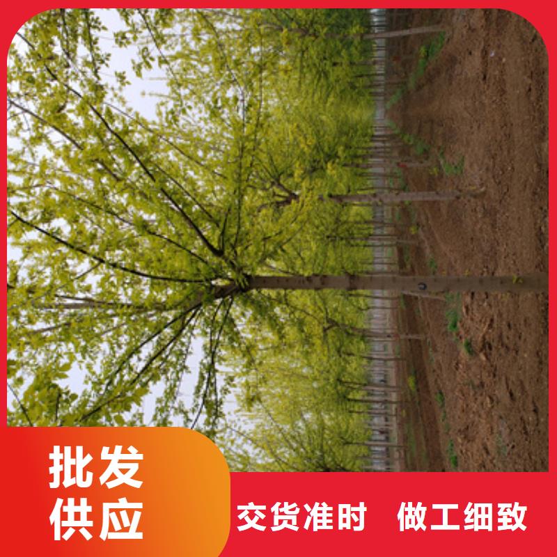 法桐_国槐工厂认证