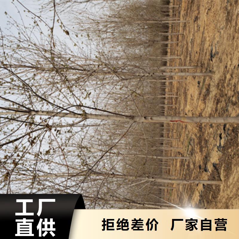 法桐北京栾今日价格