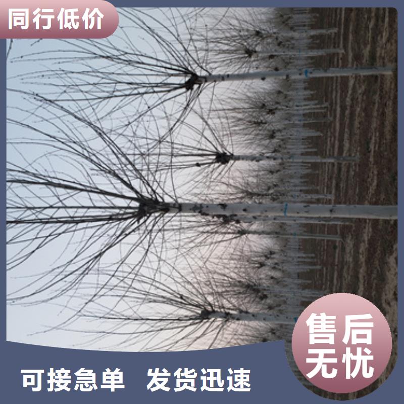 法桐_北京栾库存丰富