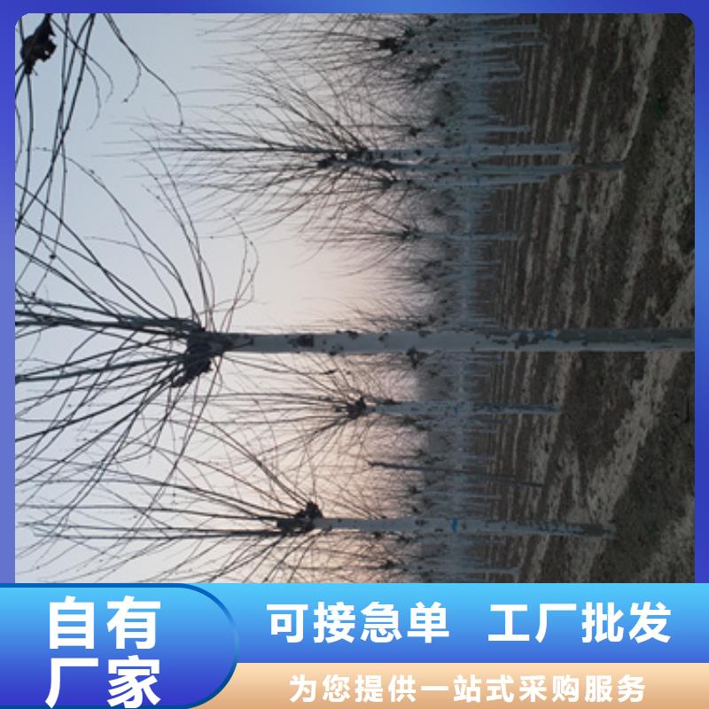 法桐美国红枫有口皆碑