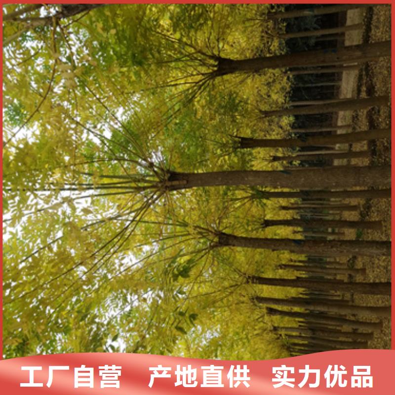 法桐_北京栾库存丰富